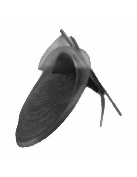 R002 AROM SERRE TETE