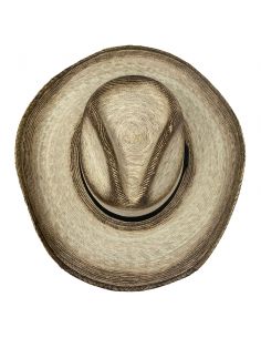 Tucson Palm brûlé 2